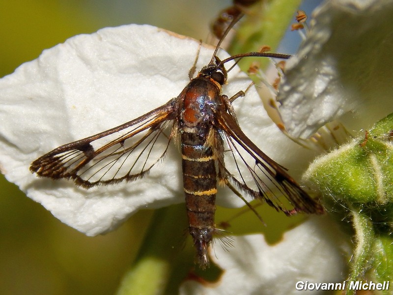 Sesiidae: Pyropteron chrysidiforme